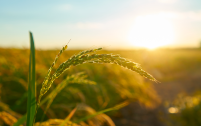 Agriculture